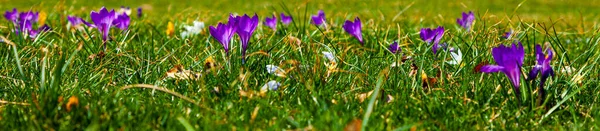 Bellissimi Crochi Erba Verde Primi Fiori Primavera — Foto Stock