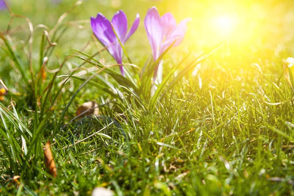 Bellissimi Crochi Erba Verde Primi Fiori Primavera — Foto Stock