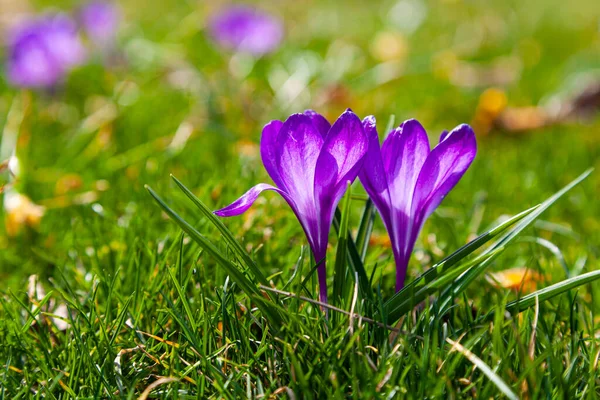 Hermosos Azafranes Hierba Verde Primeras Flores Primavera —  Fotos de Stock