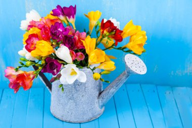 Mavi arka planda sulandırıcı kutusunda bir buket çok renkli frezya. Güzel çiçekler..