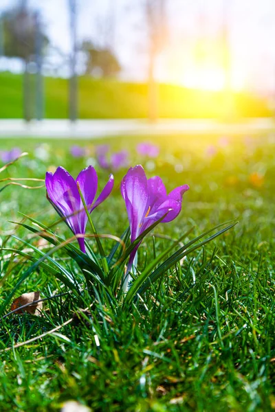 Красивые Крокусы Зеленой Траве Первые Весенние Цветы — стоковое фото