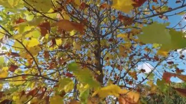 Sonbahar parkında sarı yapraklı ağaç