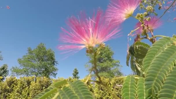 Mavi Gökyüzü Arka Planında Açan Pembe Akasya — Stok video