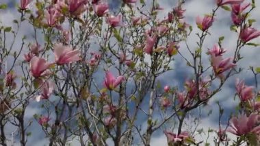 Mavi gökyüzüne karşı pembe manolya