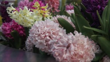 Parktaki bir çiçek tarhında çok renkli sümbüller.