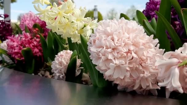 Jacintos Multicolores Una Cama Flores Parque — Vídeos de Stock