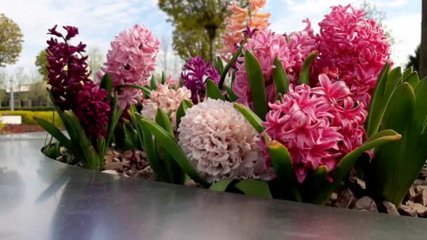 Jacinthes Multicolores Sur Lit Fleurs Dans Parc — Video