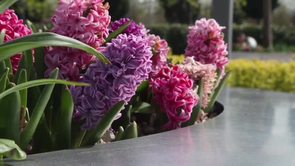 Multicolored Hyacinths Flower Bed Park — Stock Video