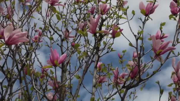 Rosa Magnolia Mot Den Blå Himlen — Stockvideo