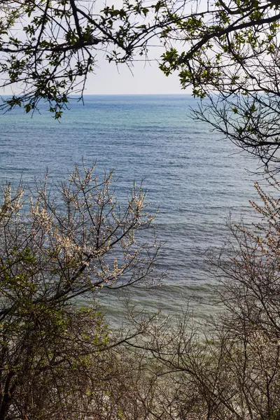 Hermoso Paisaje Marino Florecientes Árboles Primavera Sobre Fondo Del Mar — Foto de Stock