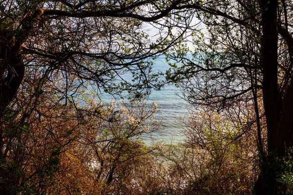 Hermoso Paisaje Marino Florecientes Árboles Primavera Sobre Fondo Del Mar — Foto de Stock