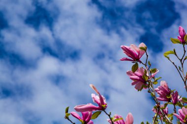 Mavi gökyüzünün arka planında pembe manolya çiçekleri. İlkbaharda parkta ağaçlar.