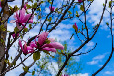 Mavi gökyüzünün arka planında pembe manolya çiçekleri. İlkbaharda parkta ağaçlar.
