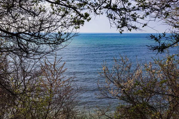 Schöne Meereslandschaft Blühende Frühlingsbäume Vor Dem Hintergrund Des Blauen Meeres — Stockfoto