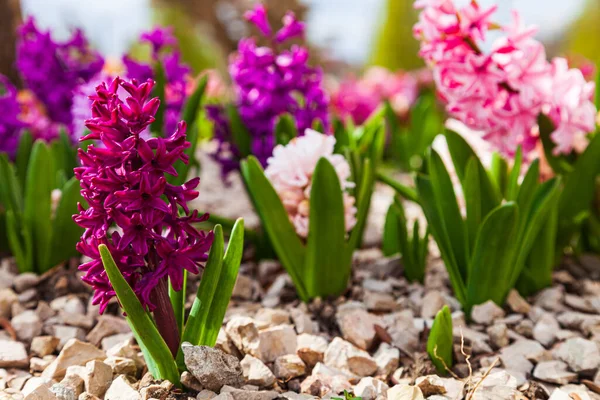 Schöne Mehrfarbige Hyazinthen Blumen Frühlingspark — Stockfoto