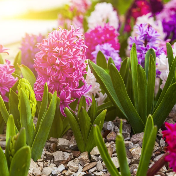 Prachtige Veelkleurige Hyacinten Bloemen Het Voorjaarspark — Stockfoto