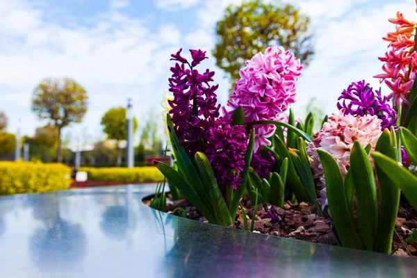 漂亮的多种颜色的透明质体 春天公园里的花 — 图库照片