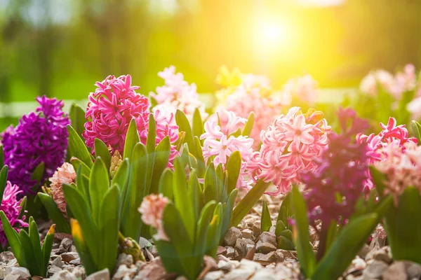Piękne Wielobarwne Hiacynty Kwiaty Parku Wiosną — Zdjęcie stockowe