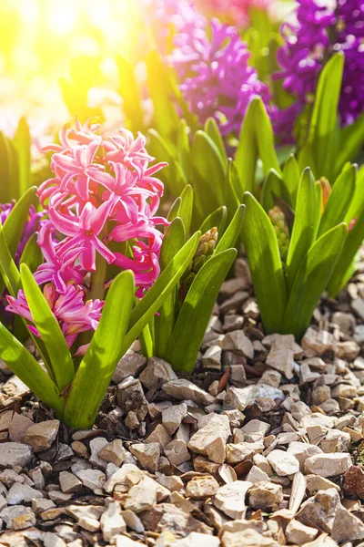 Schöne Mehrfarbige Hyazinthen Blumen Frühlingspark — Stockfoto