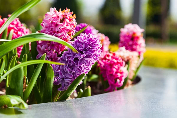 Schöne Mehrfarbige Hyazinthen Blumen Frühlingspark — Stockfoto