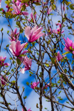 Mavi gökyüzünün arka planında pembe manolya çiçekleri. İlkbaharda parkta ağaçlar.
