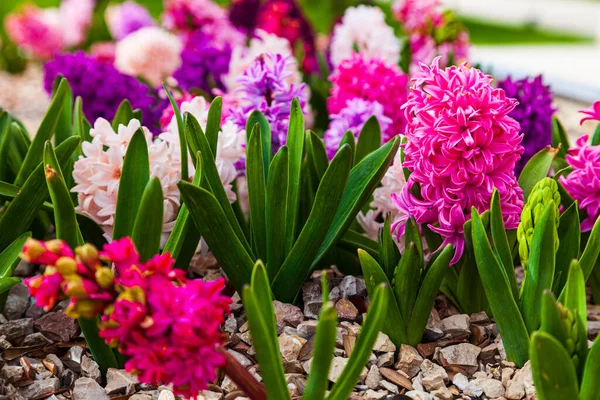 Belles Jacinthes Multicolores Fleurs Dans Parc Printemps — Photo