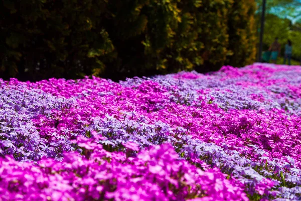 Beautiful floral background. Lilac and purple phlox in a pack.