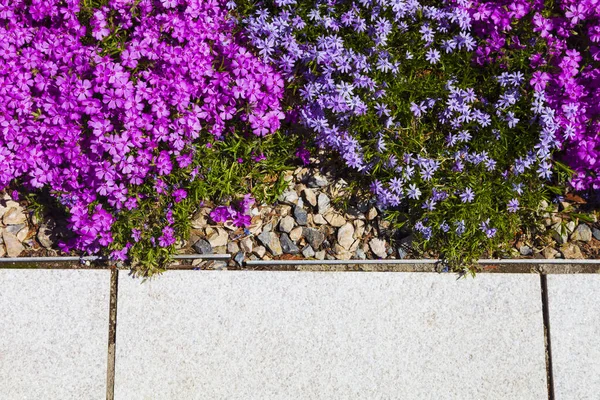 Latar Belakang Bunga Yang Indah Lilac Dan Ungu Phloxes Dan — Stok Foto