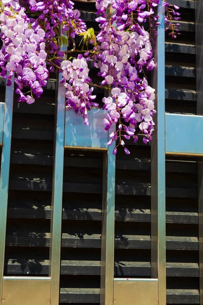 Wisteria Lila Floreciente Hermosas Flores Del Sur Parque — Foto de Stock