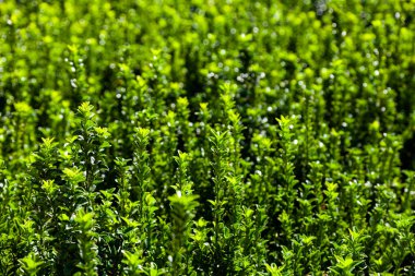 Yazın park et. Yeşil çit yakın plan. Doğal arkaplan.