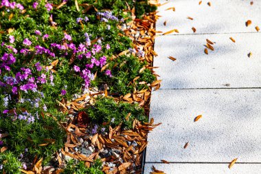 Leylak filizi, taş patika ve sonbahar yaprakları. Doğal arkaplan.