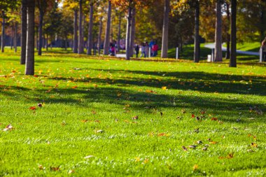 Güzel bir sonbahar parkı. Güzel bir sonbahar manzarası. Yere düşen yapraklar.. 