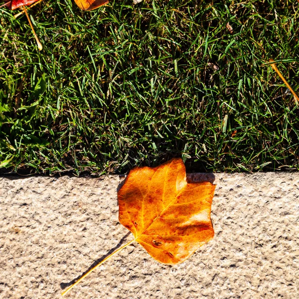 Green Grass Stone Path Fallen Autumn Leaves Autumn Park — Stock Photo, Image