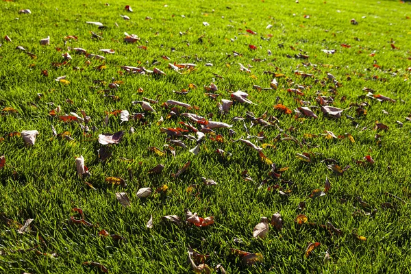 Hierba Verde Hojas Caídas Otoño Otoño Parque Fondo Natural —  Fotos de Stock