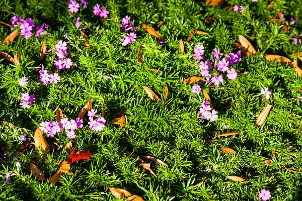 Flox Lila Hojas Otoñales Fondo Natural — Foto de Stock