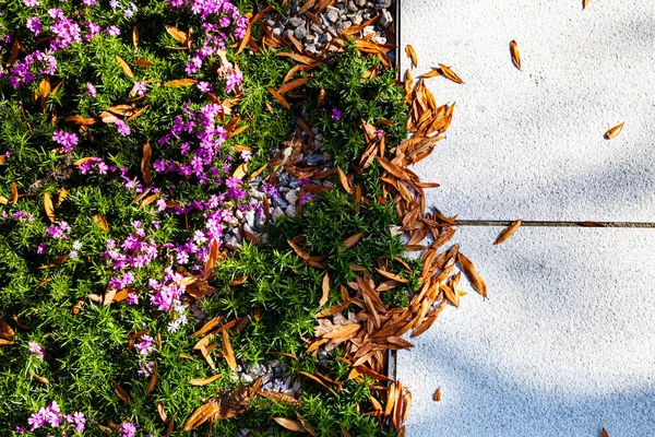 Lilac Phlox Stone Path Autumn Leaves Natural Background — Φωτογραφία Αρχείου