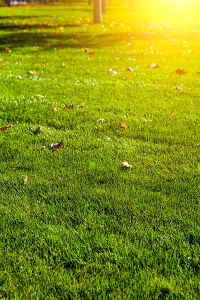 Beautiful Autumn Park Beautiful Fall Landscape Fallen Leaves Ground — Stock Photo, Image