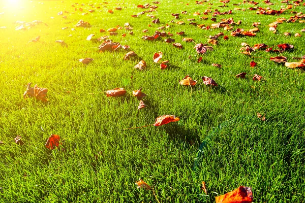 Groen Gras Gevallen Herfstbladeren Herfst Het Park Natuurlijke Achtergrond — Stockfoto