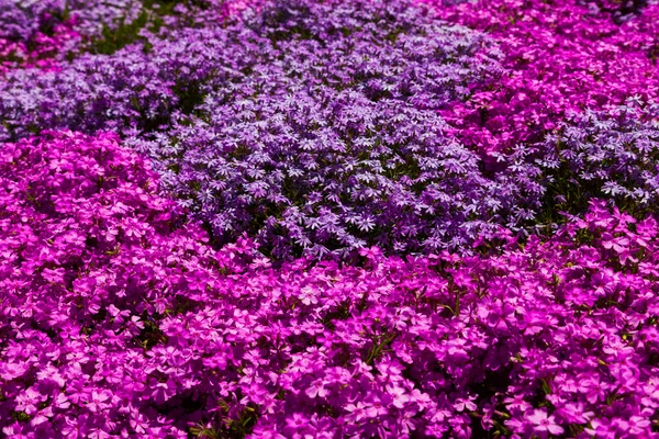 Όμορφο Φόντο Λουλουδιών Λιλά Και Μωβ Phlox Close — Φωτογραφία Αρχείου