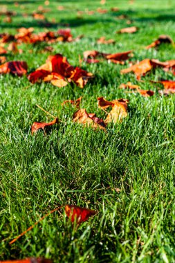 Yeşil çimenler ve düşen sonbahar yaprakları. Parkta sonbahar. Doğal arkaplan.
