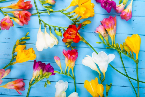 Boeket Van Veelkleurige Freesia Een Blauwe Achtergrond Mooie Bloemen — Stockfoto