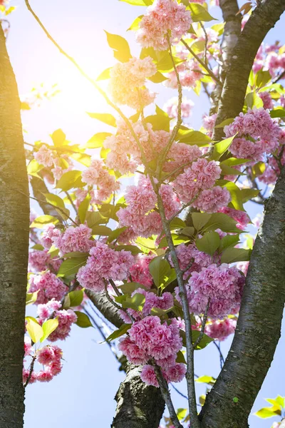 Sakura Fiore Contro Cielo Bellissimo Paesaggio Primaverile — Foto Stock