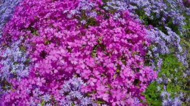 İlkbaharda leylak çiçek açar. Çiçekler yakın plan..