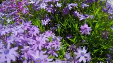 İlkbaharda leylak çiçek açar. Çiçekler yakın plan..