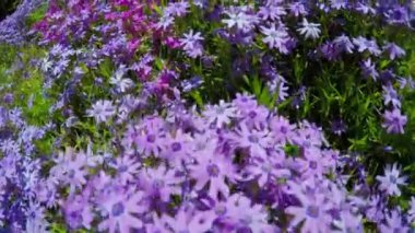 İlkbaharda leylak çiçek açar. Çiçekler yakın plan..