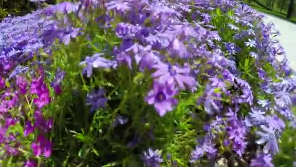 春に総状花序を伸ばします 花のクローズアップ — ストック動画