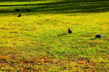 Kuzgunlar sonbahar parkında çimlerde yiyecek arıyorlar..