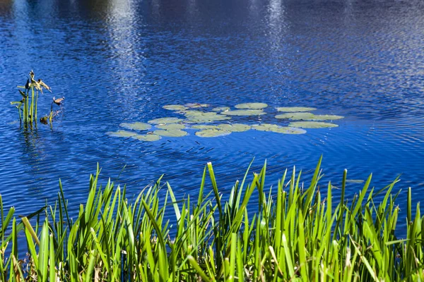 Modré Jezero Vodními Rostlinami Krásná Podzimní Krajina — Stock fotografie