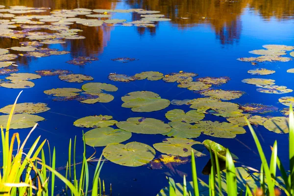 水生植物と青い湖 美しい秋の風景 — ストック写真