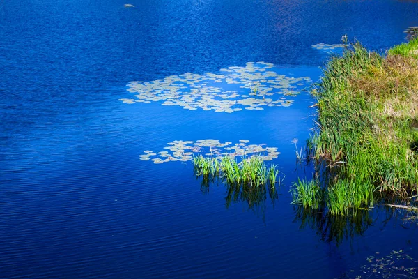 Lago Azul Com Plantas Aquáticas Bela Paisagem Outono — Fotografia de Stock